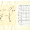 Shmuel Zaidel,1972, hand-bound booklet with illustrations and photographs, 13 pages, 21 x 33 cm
Courtesy of the Noa Eshkol Archive for Movement Notation